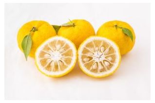 Limone Yuzu (Citrus junos)