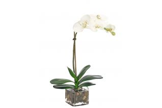 vaso per orchidee trasparente green basics 13cm Babilonia Shop