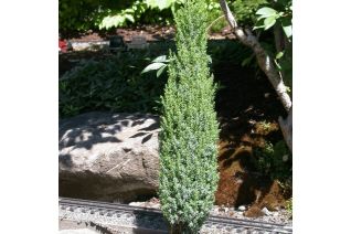 Ginepro "Juniperus"