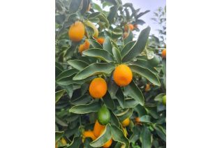 Kumquat (Citrus japonica)