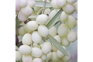 Olivo Bianco Leucocarpa