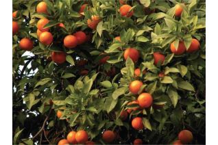 Arancio Washington (Citrus...