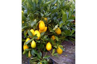 Limequat (Citrus...