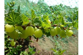 Uva Spina (Ribes uva-crispa)