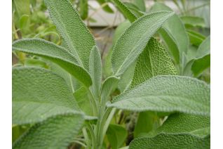 Salvia (officinalis)
