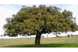 Leccio (Quercus Ilex)