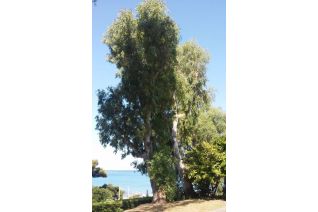 Eucalipto (Eucalyptus)