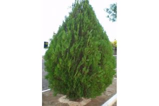 Juniperus Thuja