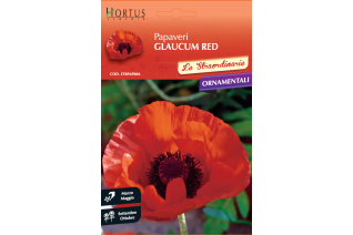 Papavero Glaucum Red