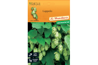 Luppolo "Humulus lupulus"