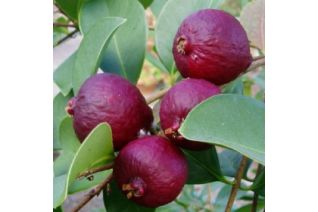 Guaiava - guava  ( Psidium...