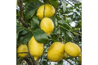 Limone sfusato Amalfitano