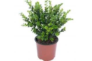 Buxus (Bosso)