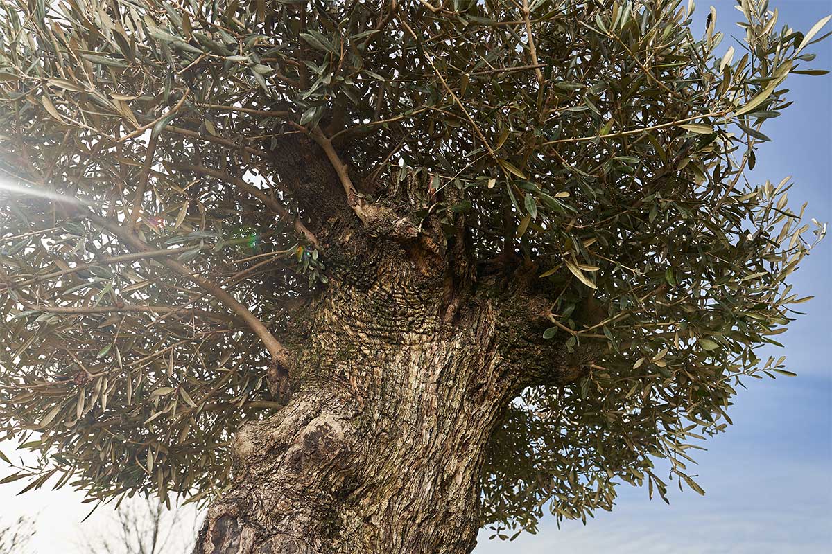 olivi ornamentali