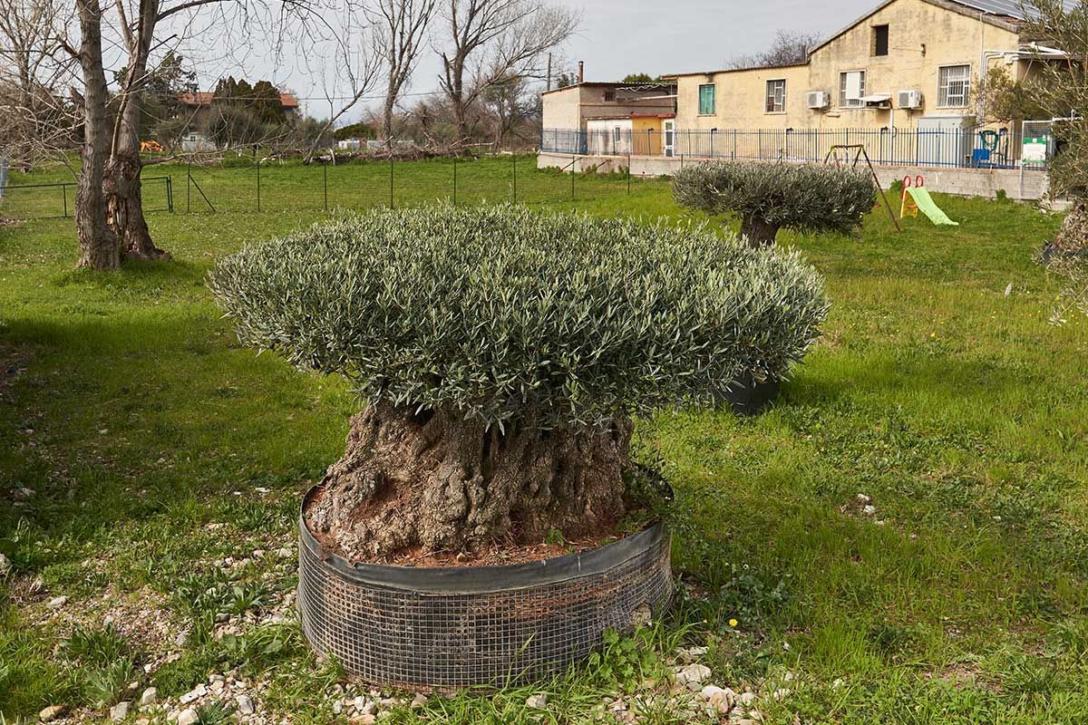 Olivo ornamentale: l'albero secolare come arredamento green