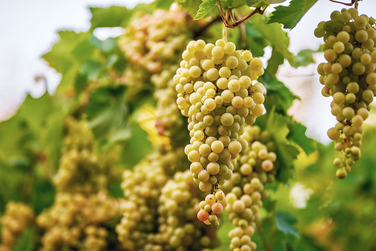 Tipi di vitigno: varietà, provenienza e come sceglierle